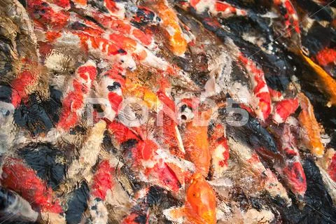 Shoal multi-colored fishes Stock Photos