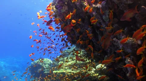 Shoal of Red Fish on Coral Reef Stock Footage 24138714