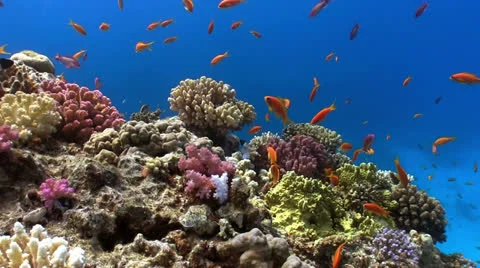 Shoal of Red Fish on Coral Reef Stock Footage 24237003