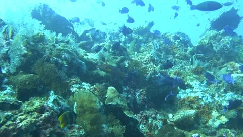 Shoal of red-toothed triggerfish (Odonus niger), Bali, Indonesia Stock-Footage 336752811