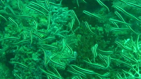 Shoal of reef fish in coral Video stock 40351653