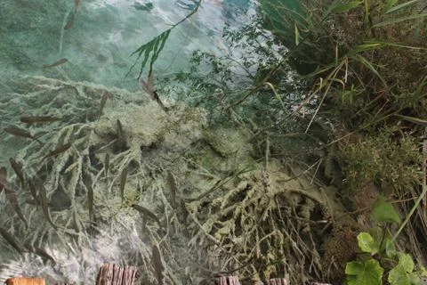 A shoal of roach in clear water Stock Photos