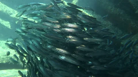 Shoal of sardines Stock Footage 11231406