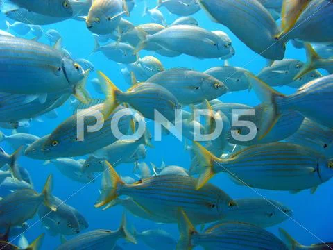 Shoal of sea-bream Stock Photos