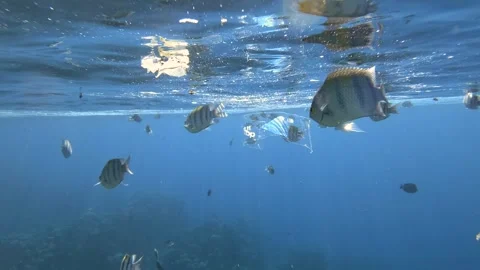 Shoal of Sergeant fish swims around transparent plastic packaging in blue water Stock Footage 250520166