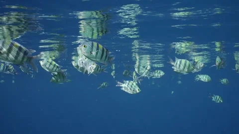 Shoal of sergeant fish swims under surface of water, Slow motion Stock Footage 243444552