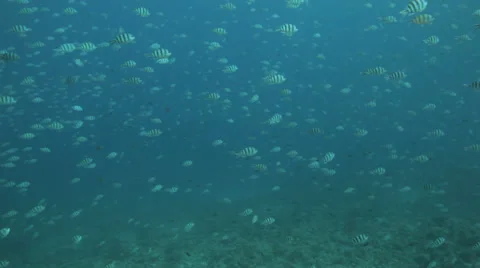 Shoal of sergeant major Stock Footage 22705362