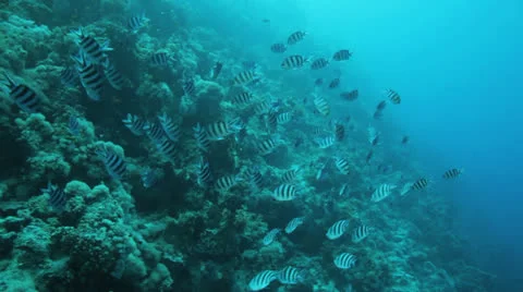 Shoal of sergeant major Stock Footage 22726625