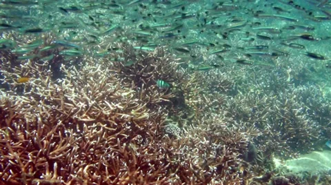 Shoal of small Anchovy fish close to coral reef Stock Footage 37644444