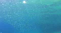Shoal of small fish close to the surface HD Footage