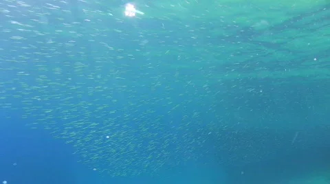 Shoal of small fish close to the surface Stock Footage 862451