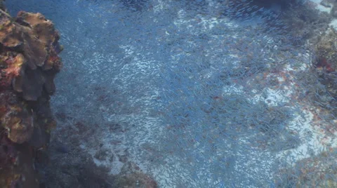 Shoal of small fish Видео 987077