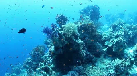 Shoal of small fish Stock Footage 8993390