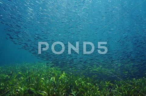 Shoal of small fish swimming together Stock Photos