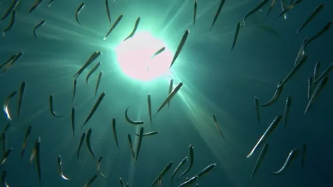 Shoal of small fish swimming under clear sea water with sun Stock Footage 278840853