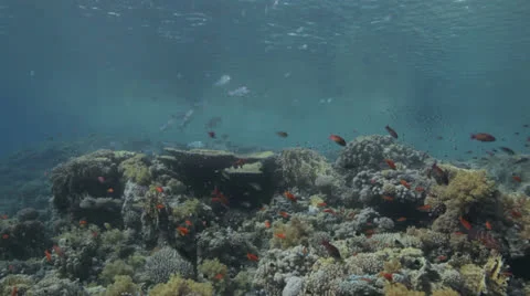 Shoal of snapper gathered at the reef Stock Footage 22725274