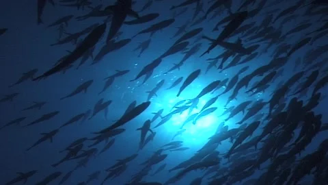 Shoal Of Snapper, Silhouette Stock Footage 300832202