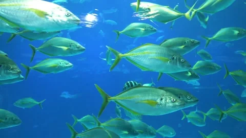 Shoal of snapper silver yellow fish in aquarium Stock Footage 241682763