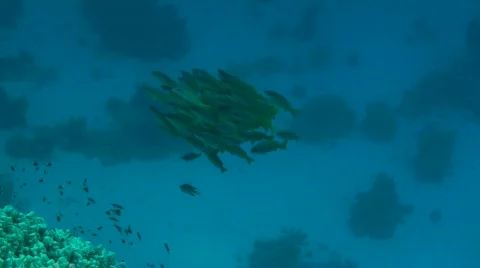 Shoal of snappers Stock Footage 586544