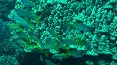 Shoal of snappers Stock Footage 586572