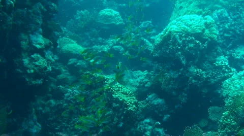 Shoal of snappers Stock Footage 586631
