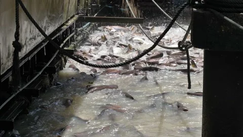 Shoal splash water during getting feed from people Stock Footage 197348642