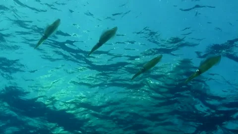 Shoal of squids swimming below ocean surface Stock Footage 346470772