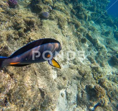 Shoal surgeon-fish at the Red Sea. Stock Photos