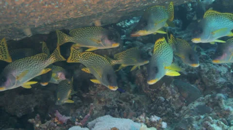 Shoal of sweet lips hide underneath the table coral Stock Footage 22734216