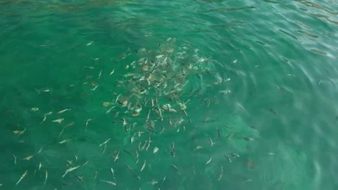 Shoal of Tiny Fish Darting Below Green Water Surface Stock Footage 337408833