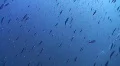 Shoal of trigger fish in diagonal formation HD Footage