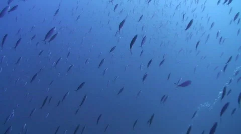 Shoal of trigger fish in diagonal formation Stock Footage 571909