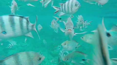 Shoal of tropical fish, Banded butterflyfish, with water surface Stock Footage