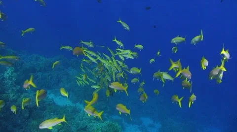 Shoal of tropical fish Stock Footage 7740215