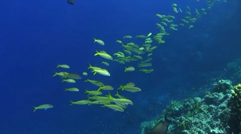 Shoal of tropical fish Stock Footage 7740545
