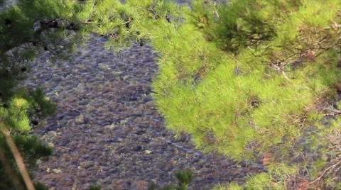 Shoal water under tree branches Stock-Footage 64830320