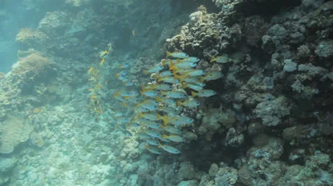 Shoal of yellow striped snapper Stock Footage 22706136