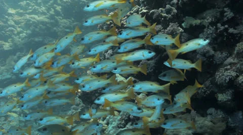 Shoal of yellow striped snapper Stock Footage 22706175