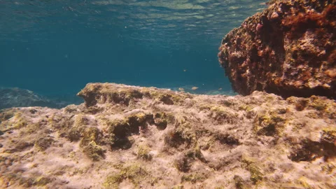 Shoal of young Marbled Spinefoot swims over rocky reef under surface of water Stock Footage 274533865