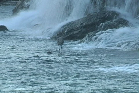 Shoalcrane1 Stock Footage 293246