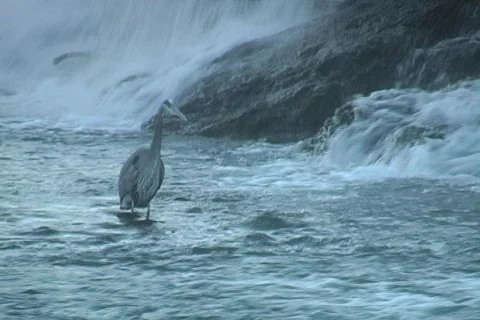 Shoalcrane2 Stock Footage 293260