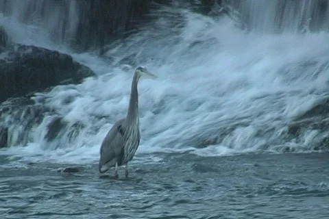 Shoalcrane3 스톡 동영상 293262