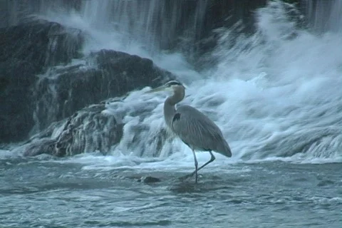 Shoalcrane4 Stock Footage 293280