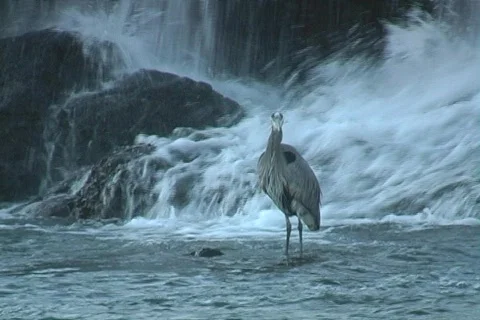 Shoalcranedip Stock Footage 293286