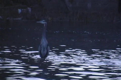 Shoalcranedusk Stock Footage 293292