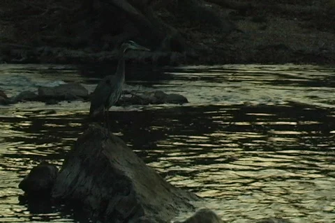 Shoalcranedusk2 Stock Footage 293293