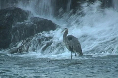 Shoalcraneshake 스톡 동영상 293301