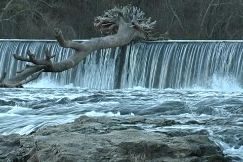 Shoalfallstree 스톡 동영상 293427