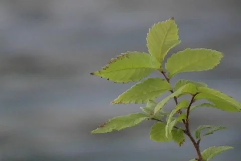 Shoalplant2 스톡 동영상 293440