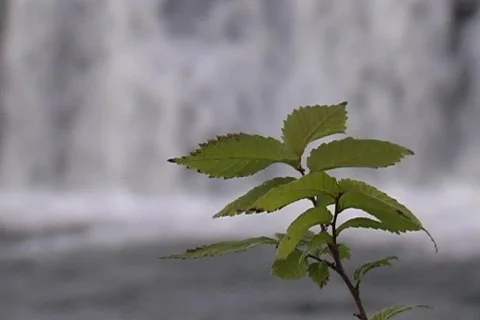 Shoalplant3 스톡 동영상 293441